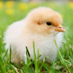 free range eggs baby chick