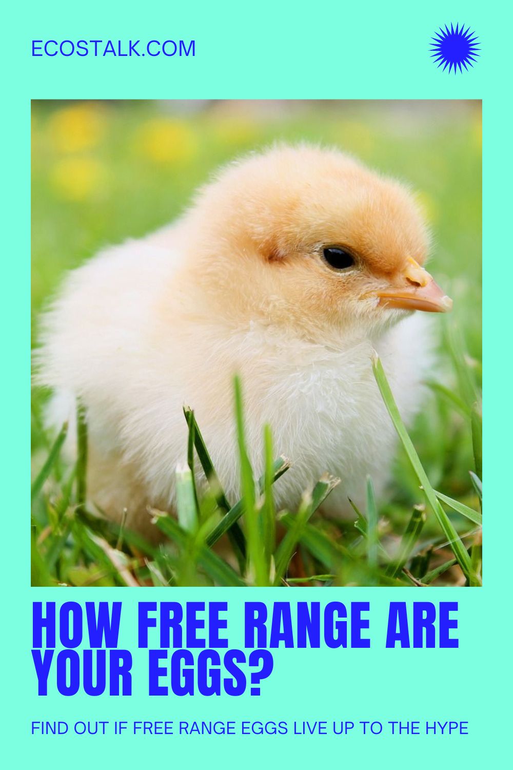 free range eggs pinterest
