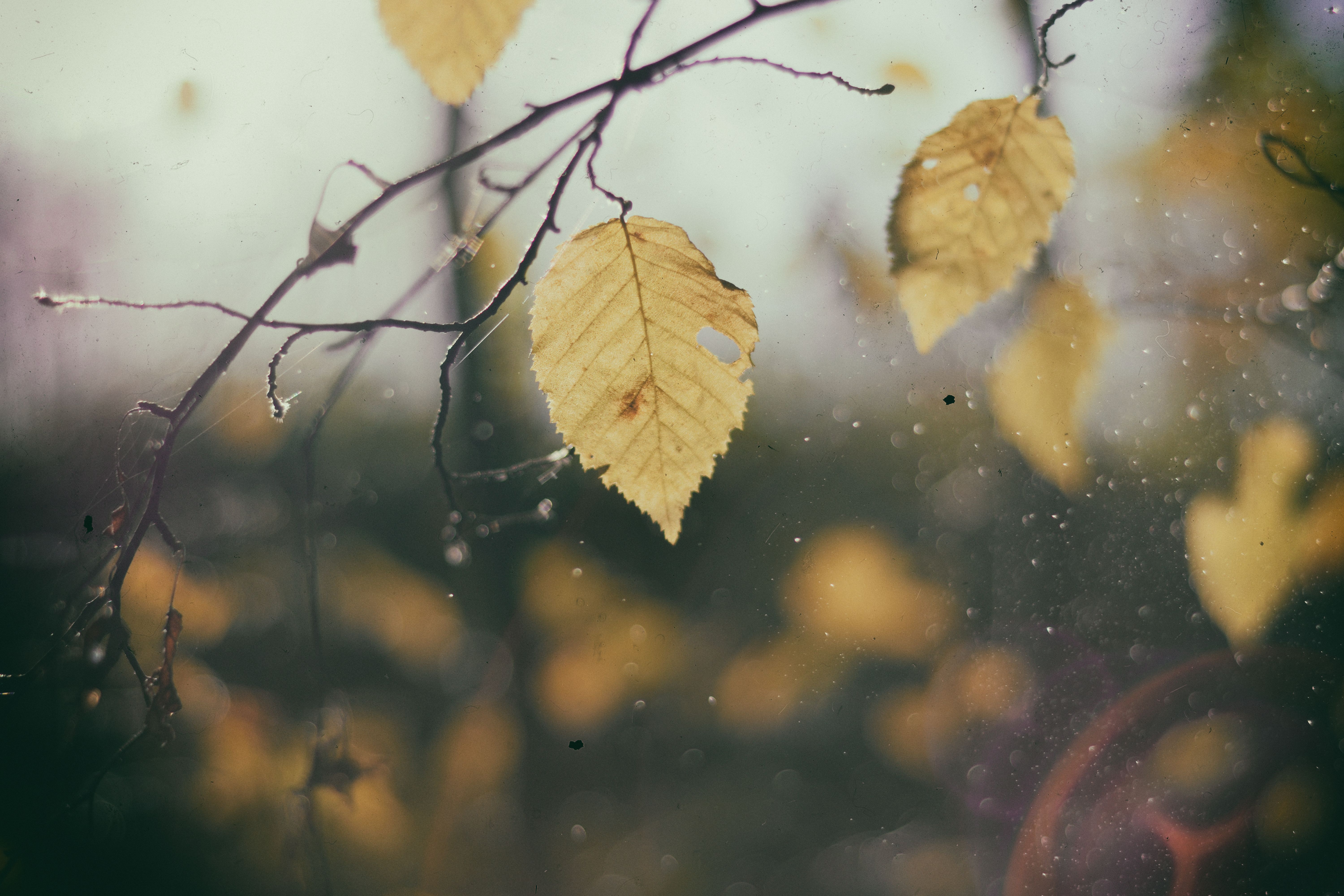 rainy leaves