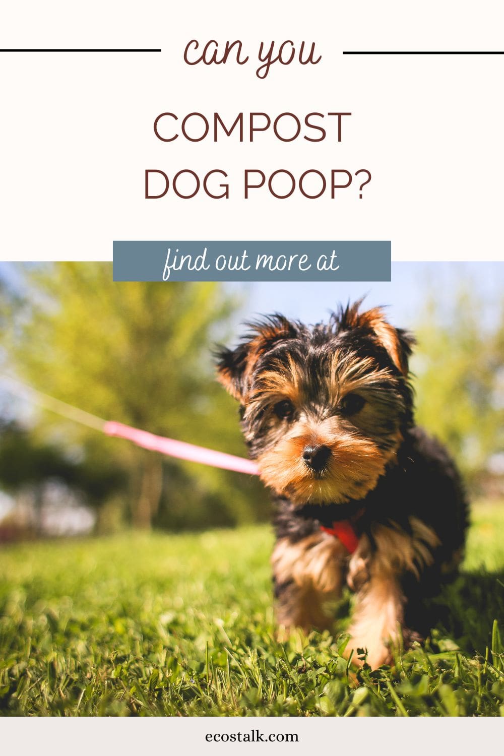 can you compost dog poop pinterest