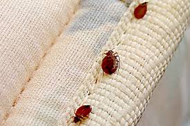 bed bugs in mattress seams