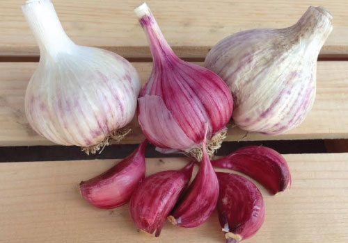 growing garlic indoors hardneck