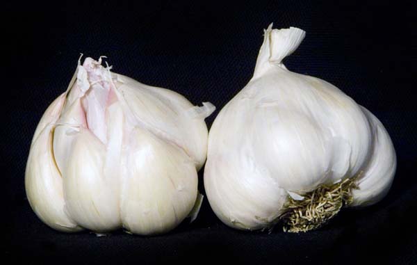 artichoke garlic bulbs