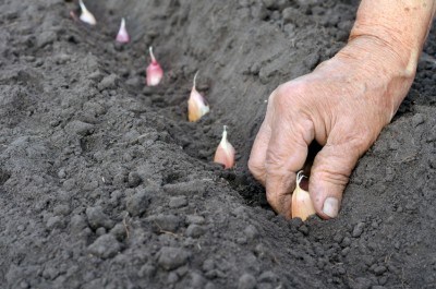 planting garlic in soil by hand
