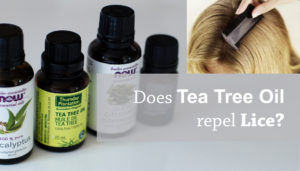 does tea tree oil repel lice