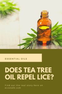 tea tree repel lice ecostalk