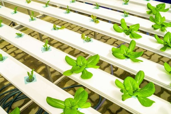 hydroponic vegetables in rows
