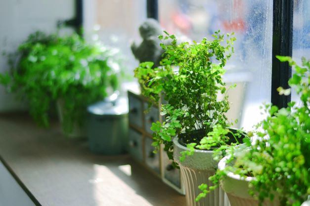 indoor plants on window sill