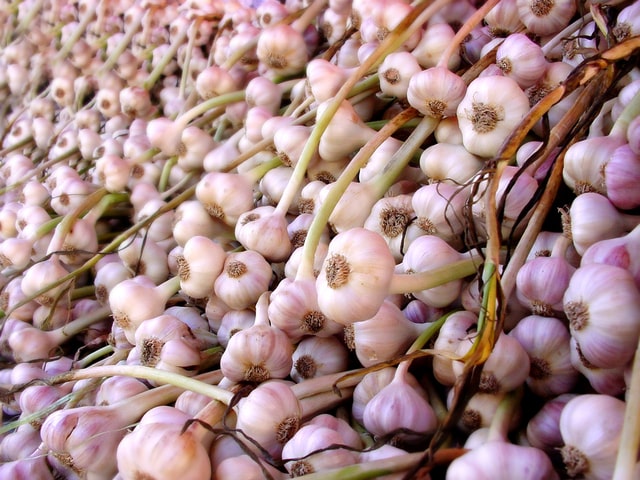 Garlic bulbs just picked