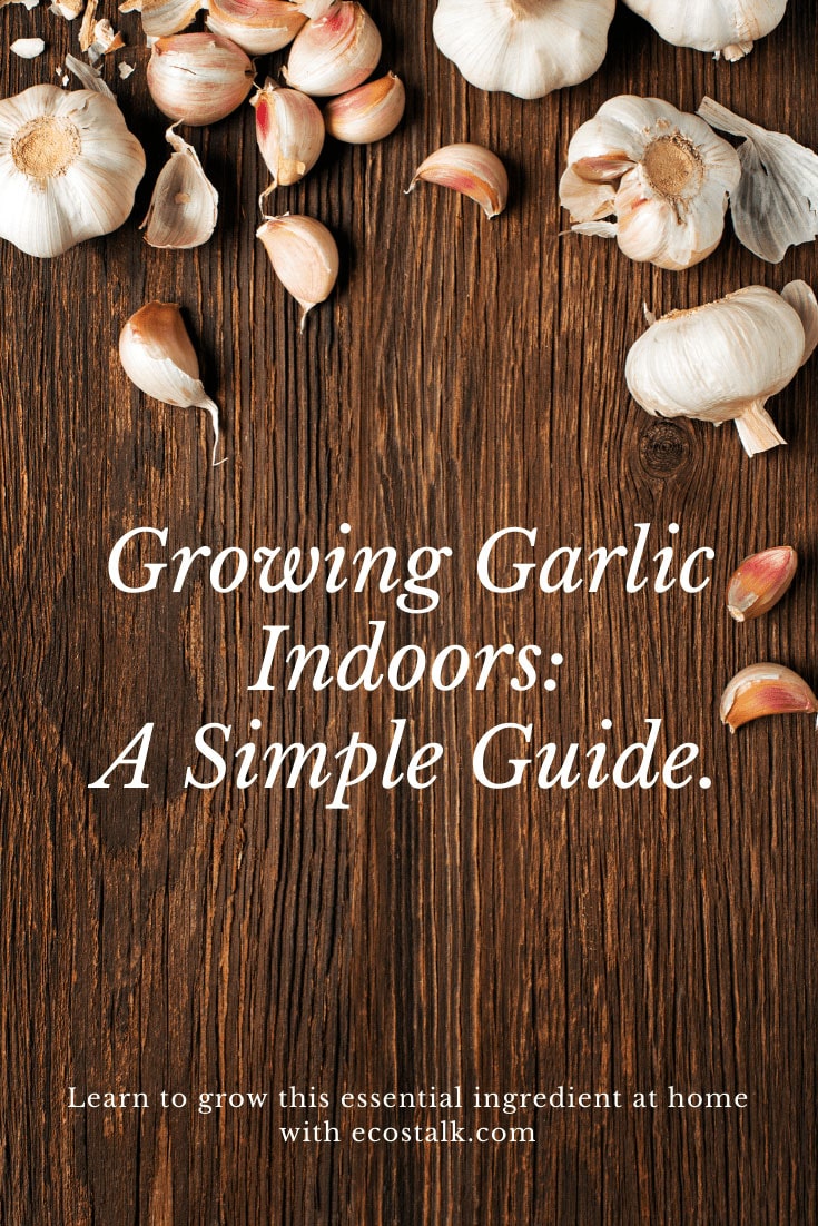 growing garlic indoors pinterest