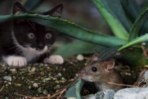 cat stalking mouse