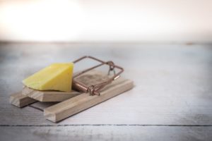 cheese snap trap to get rid of rats and mice naturally 