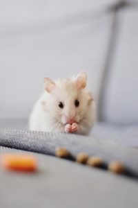 getting rid of rats and mice naturally
