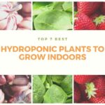best hydroponic plants to grow indoors