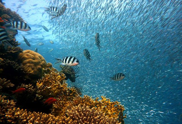underwater reef with fish