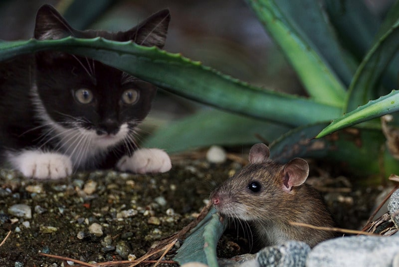 cat in garden about to hunt rat