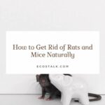 how to get rid of rats and mice naturally