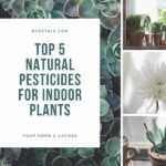 Natural pesticides for indoor plants