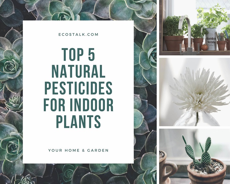 Natural pesticides for indoor plants